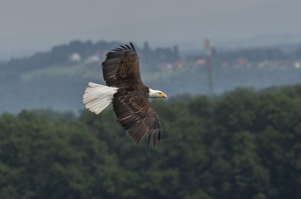 Bald Eagle-Compressed Bald Eagle - New Jersey Facts