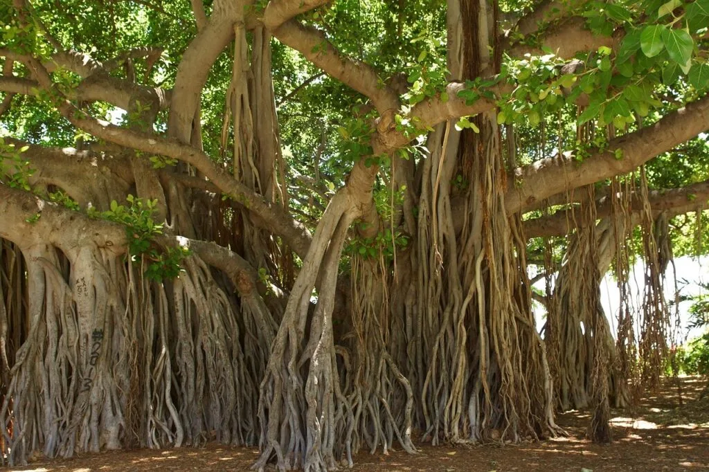 Banyan Tree Amazing Facts about Bangladesh - Banyan Tree - Banyan Tree