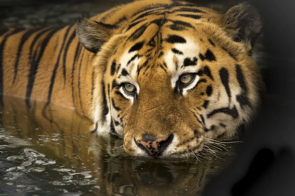 Bengal Tiger Interesting facts about Bangladesh - Bengal Tiger