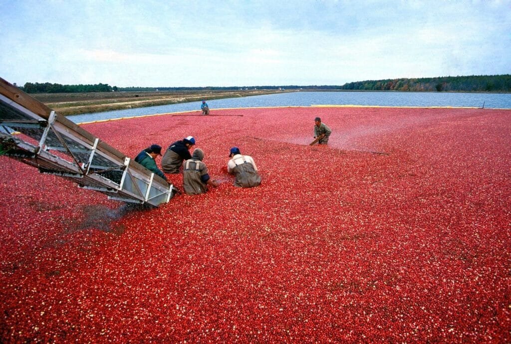 cranberry harvest New Jersey-Compressed Cranberry Harvest - Cool things about New Jersey
