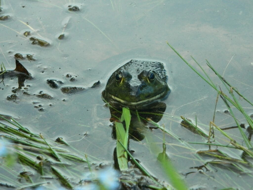 American bullfrog