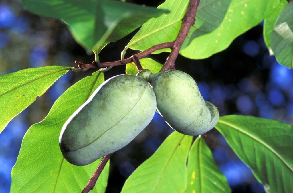 PawPaw Fruit