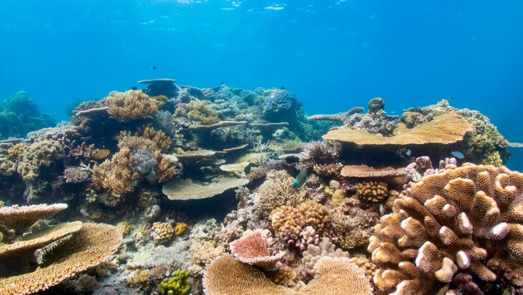 Reef Shelf timor Leste