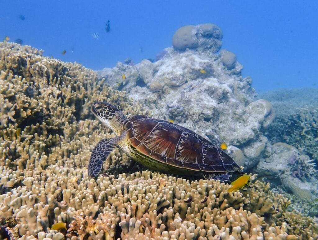 Sea turtle timor Leste