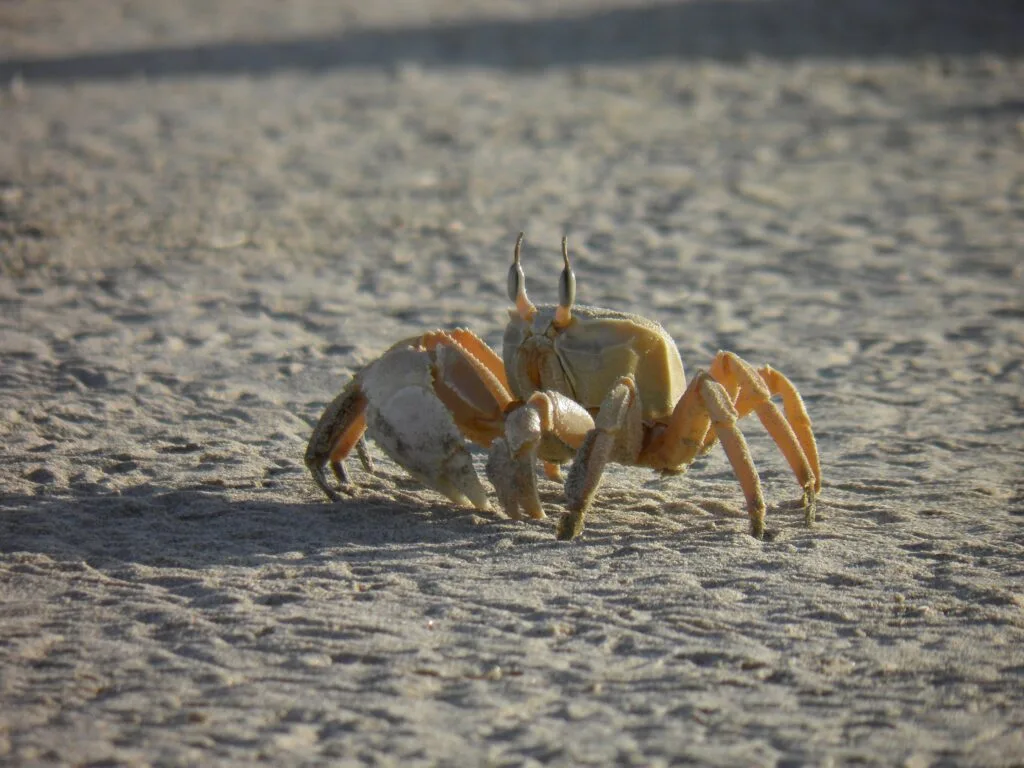 Oman wildlife 01
