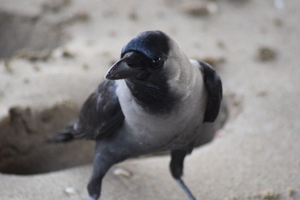 Oman wildlife 02