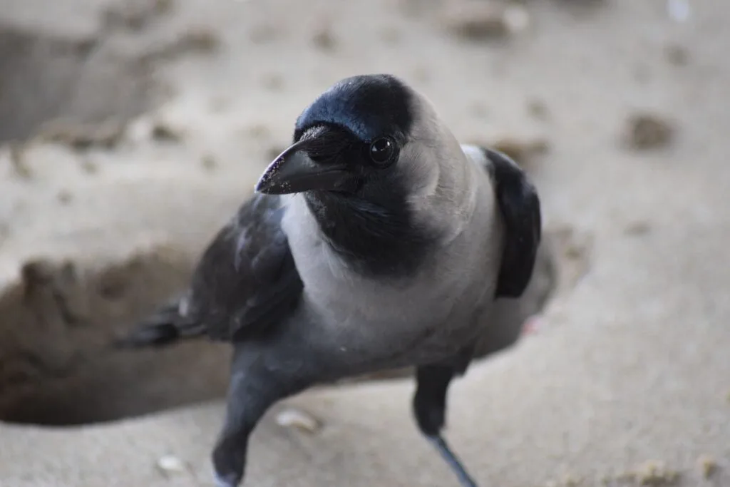 Oman wildlife 02